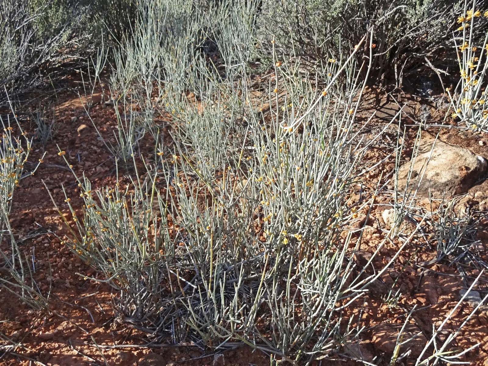 Mormon Tea (Ephedra Viridis) — thriving in USDA hardiness zones 6 through 9; scientifically referred to as Ephedra viridis