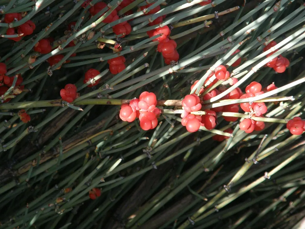 Mormon Tea (Ephedra Viridis) — it is a practical choice for low-maintenance gardens; making it an excellent choice for water-wise landscapes and, image 64