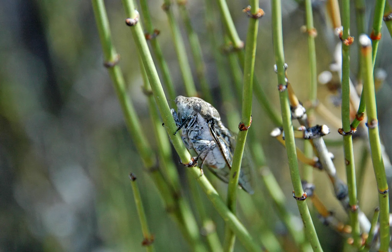 Mormon Tea (Ephedra Viridis) — is an evergreen shrub native to the arid regions of the southwestern United States; this resilient plant is known, image 52