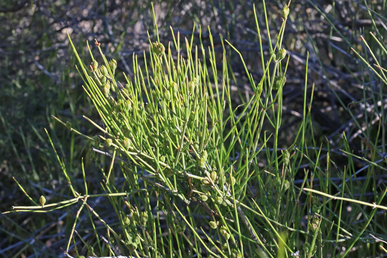 Mormon Tea (Ephedra Viridis) — as early Mormon settlers brewed a tea from its stems