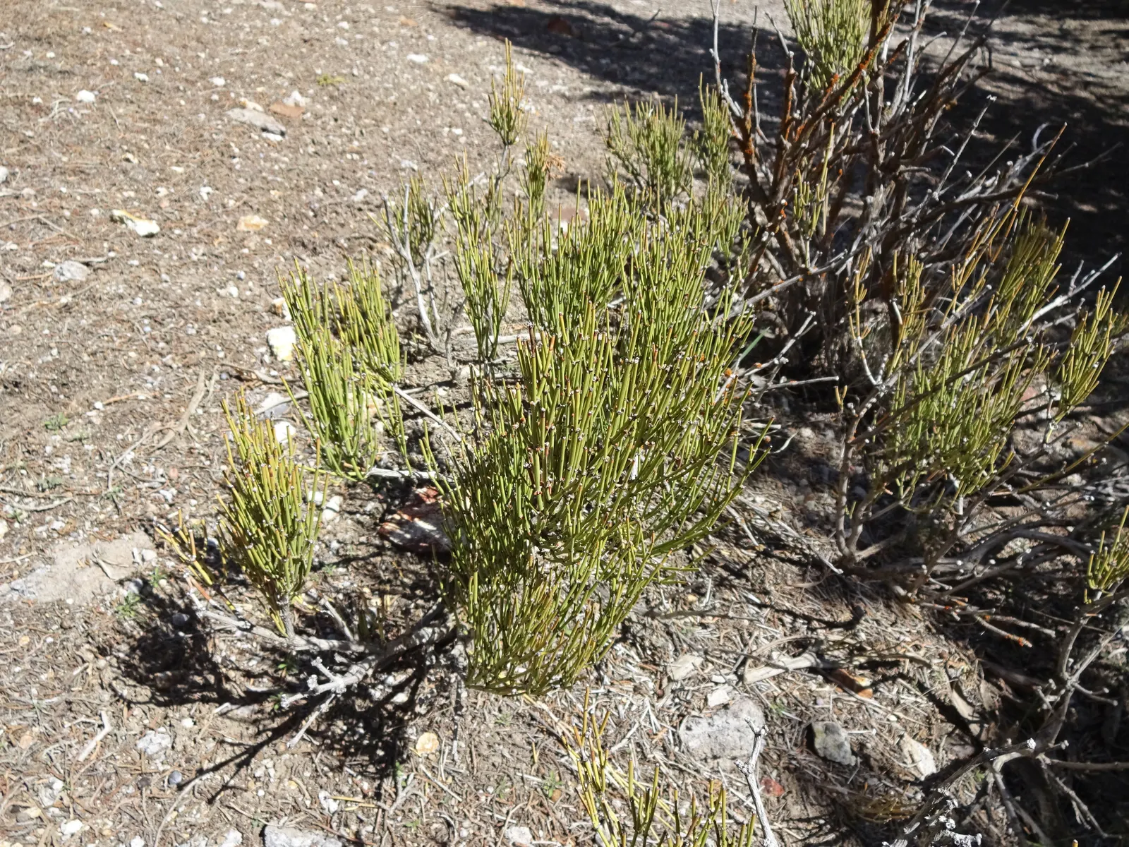 Mormon Tea (Ephedra Viridis) — scientifically referred to as Ephedra viridis; it reaches up to 3-4 feet tall and wide and thrives in USDA zones 5-9, image 95