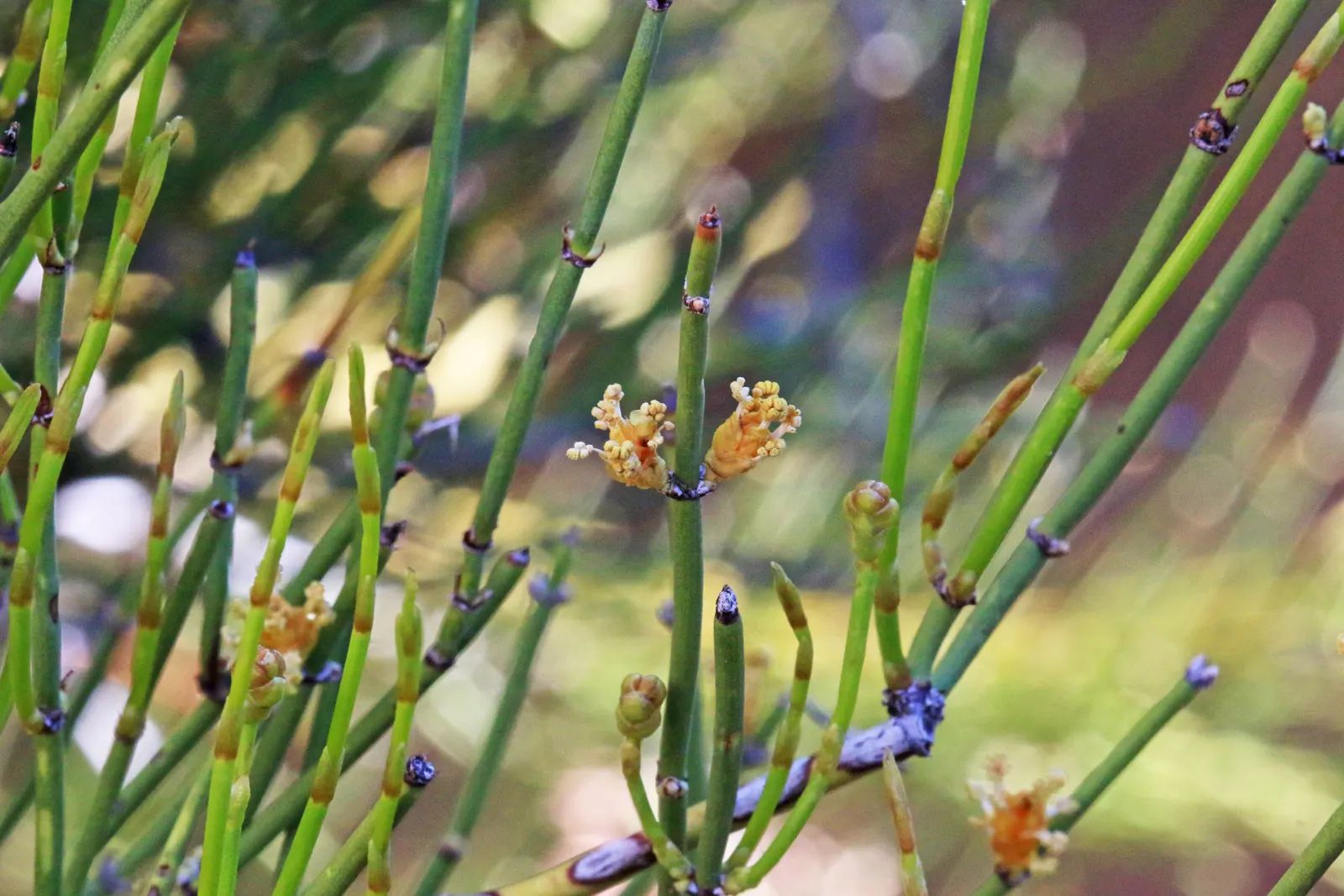 Mormon Tea (Ephedra Viridis) — jointed green stems that lack traditional leaves and can reach heights between 2 and 4 feet; ephedra viridis, image 98