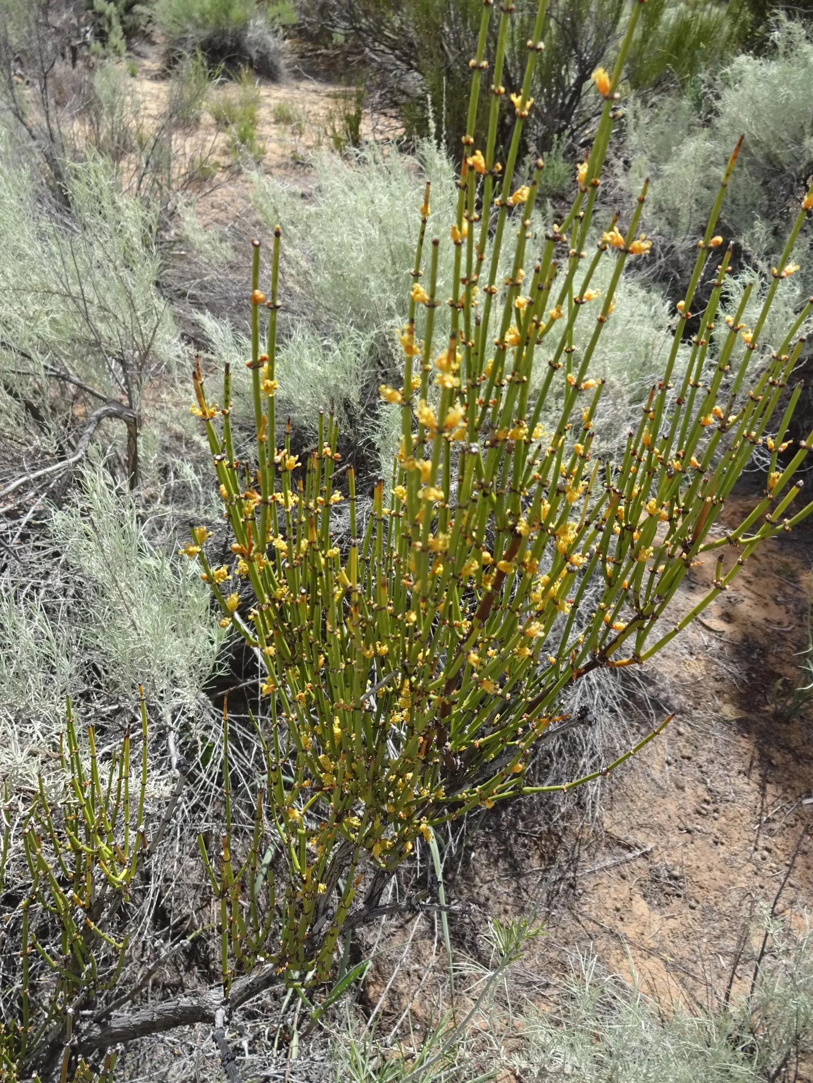 Mormon Tea (Ephedra Viridis) — thriving in USDA hardiness zones 6 through 9; scientifically referred to as Ephedra viridis, image 102
