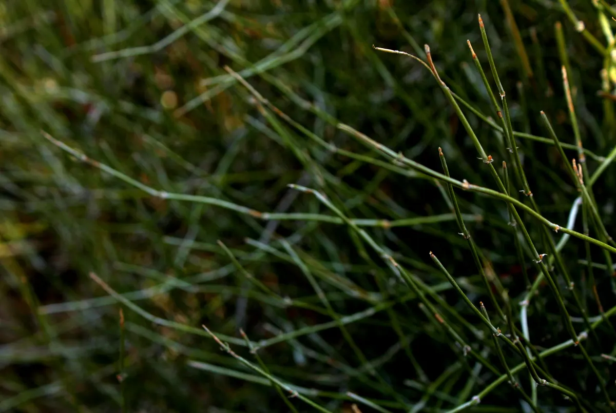 Mormon Tea (Ephedra Viridis) — Its small, scale-like leaves are virtually inconspicuous, and the stems perform photosynthesis; shrub for full