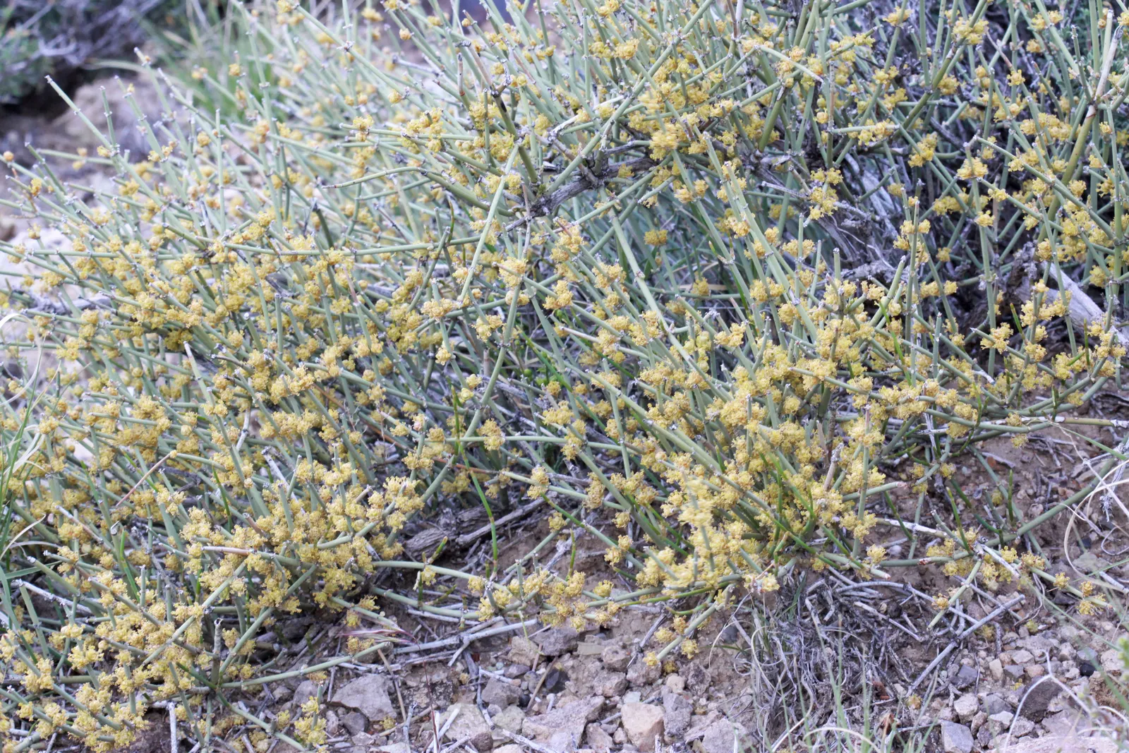 Mormon Tea (Ephedra Viridis) — Ephedra viridis, commonly known as Mormon Tea, is a hardy evergreen shrub native to the Southwestern US; this drought-tolerant
