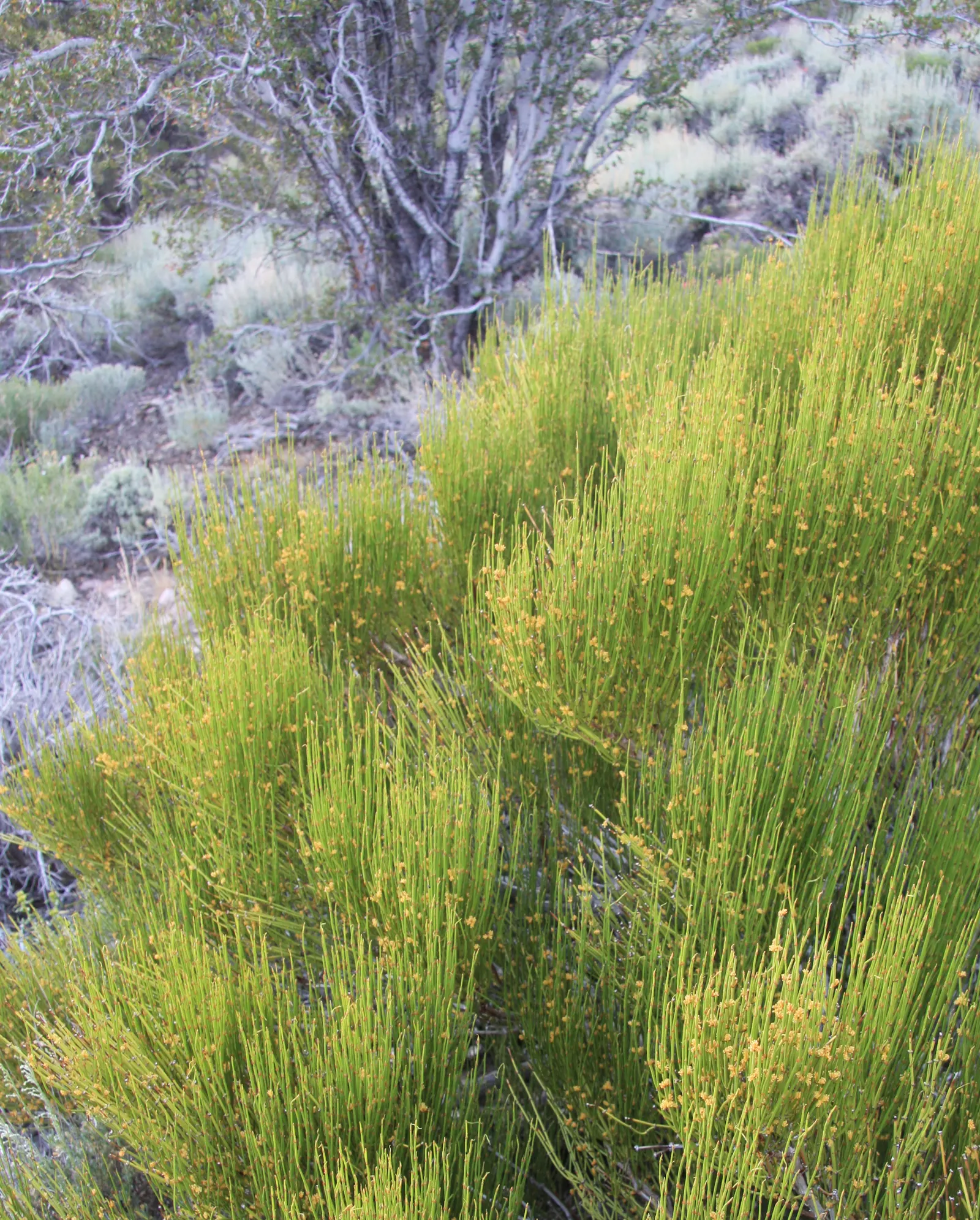 Mormon Tea (Ephedra Viridis) — This resilient plant is known for its striking; as long as there is adequate drainage, image 53