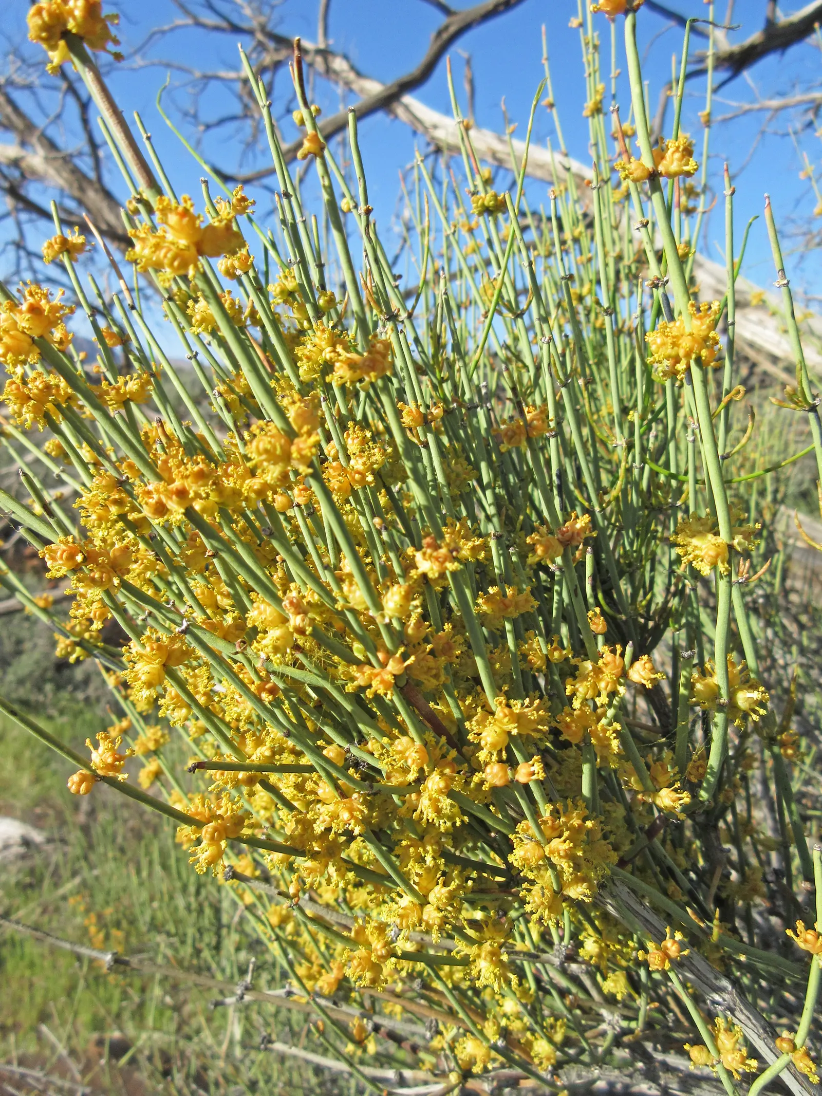 Mormon Tea (Ephedra Viridis) — it is a practical choice for low-maintenance gardens