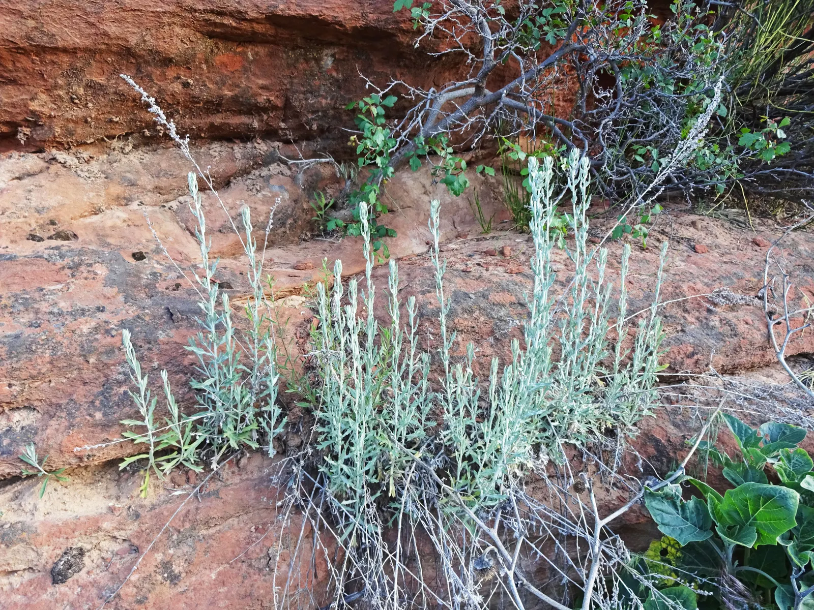 Mormon Tea (Ephedra Viridis) — It prefers well-drained soils and full sun exposure but can tolerate a range of soil types; thriving in USDA, image 103