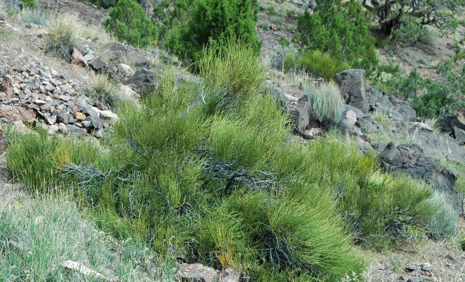 Mormon Tea (Ephedra Viridis) — where it can provide a sculptural element and year-round greenery; creating a unique textural component in the landscape