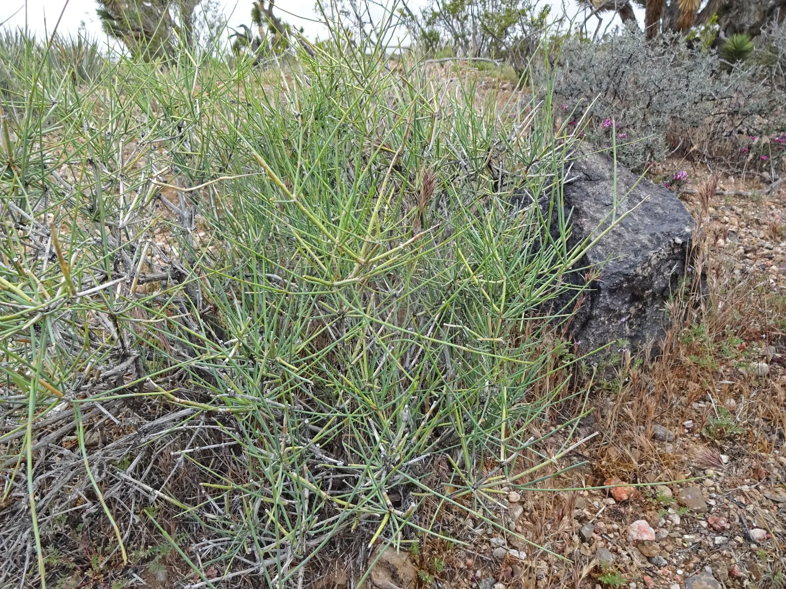Mormon Tea (Ephedra Viridis) — jointed green stems that lack traditional leaves and can reach heights between 2 and 4 feet; ephedra viridis, commonly known as