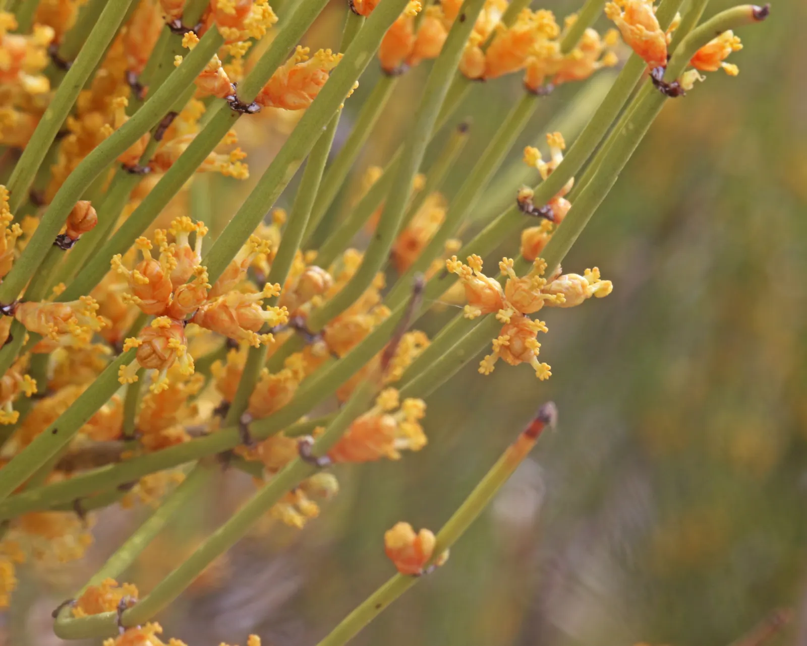 Mormon Tea (Ephedra Viridis) — creating a unique textural component in the landscape; it prefers well-drained soils and full sun exposure but can, image 100