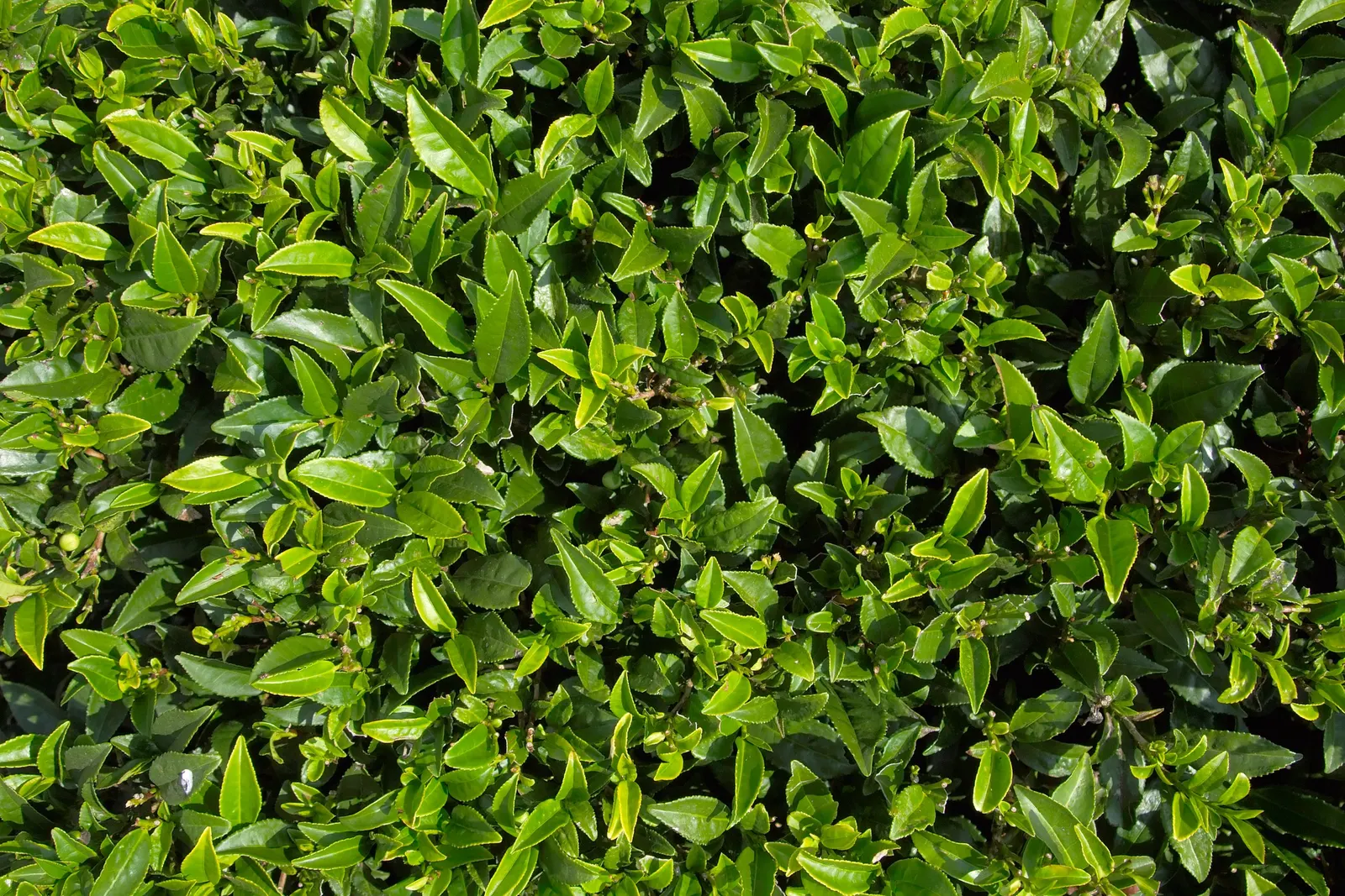 Mormon Tea (Ephedra Viridis) — as long as there is adequate drainage; where it can provide a sculptural element and year-round greenery, image 104