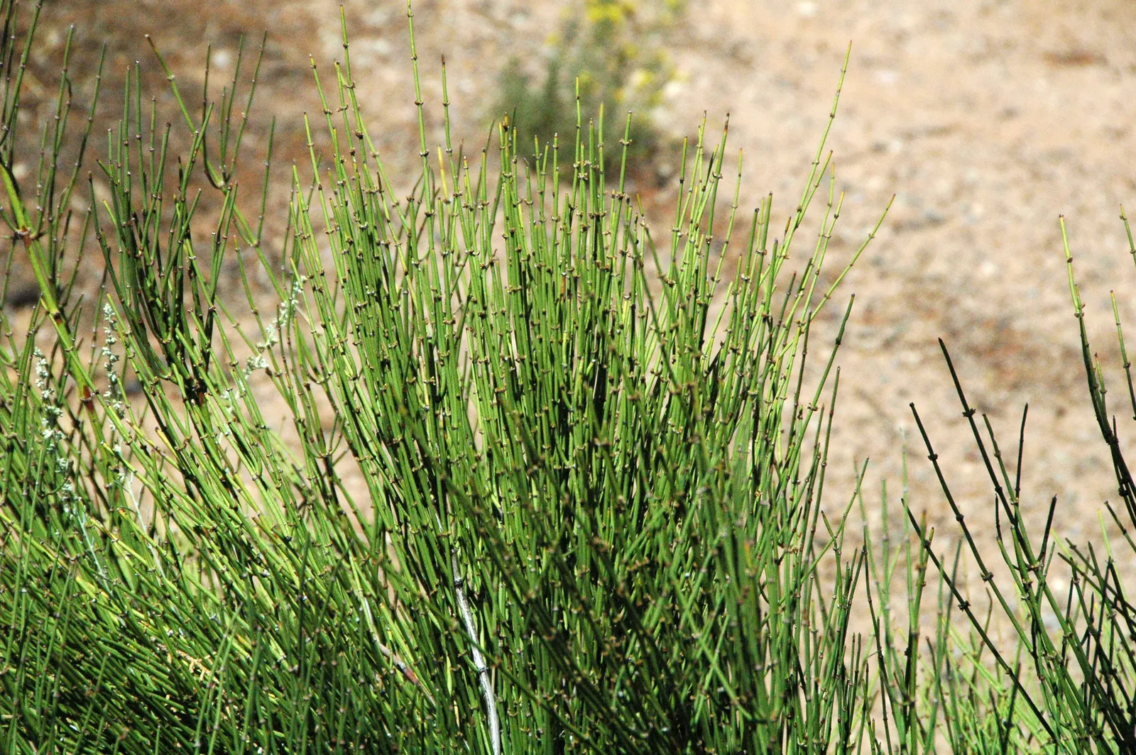Mormon Tea (Ephedra Viridis) — Its jointed green stems are leafless, with tiny, scale-like leaves; as early Mormon settlers brewed a tea from its, image 47