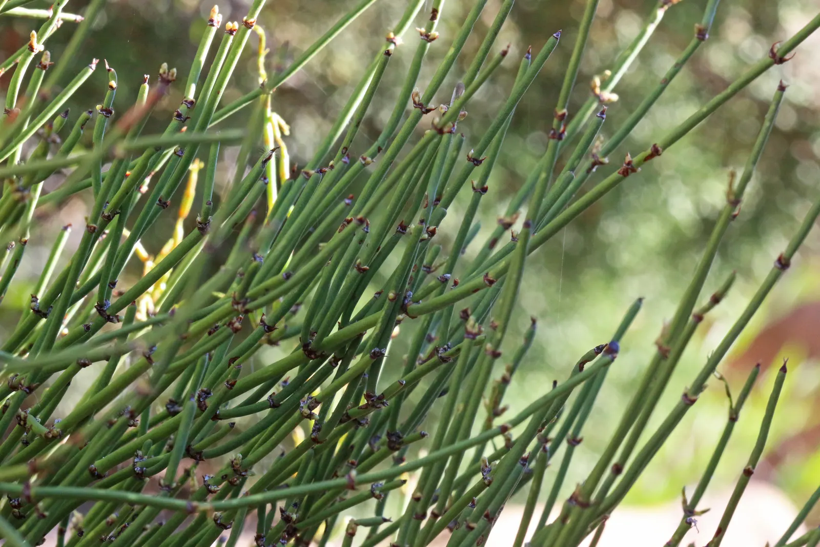 Mormon Tea (Ephedra Viridis) — Avoid excessive watering to promote healthy growth; minimal maintenance is required, image 94