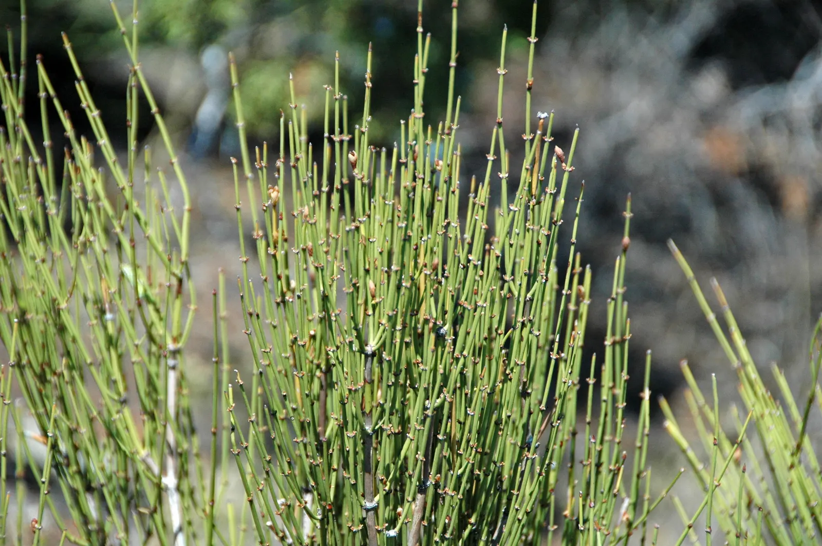 Mormon Tea (Ephedra Viridis) — it is a practical choice for low-maintenance gardens; making it an excellent choice for water-wise landscapes and rock gardens