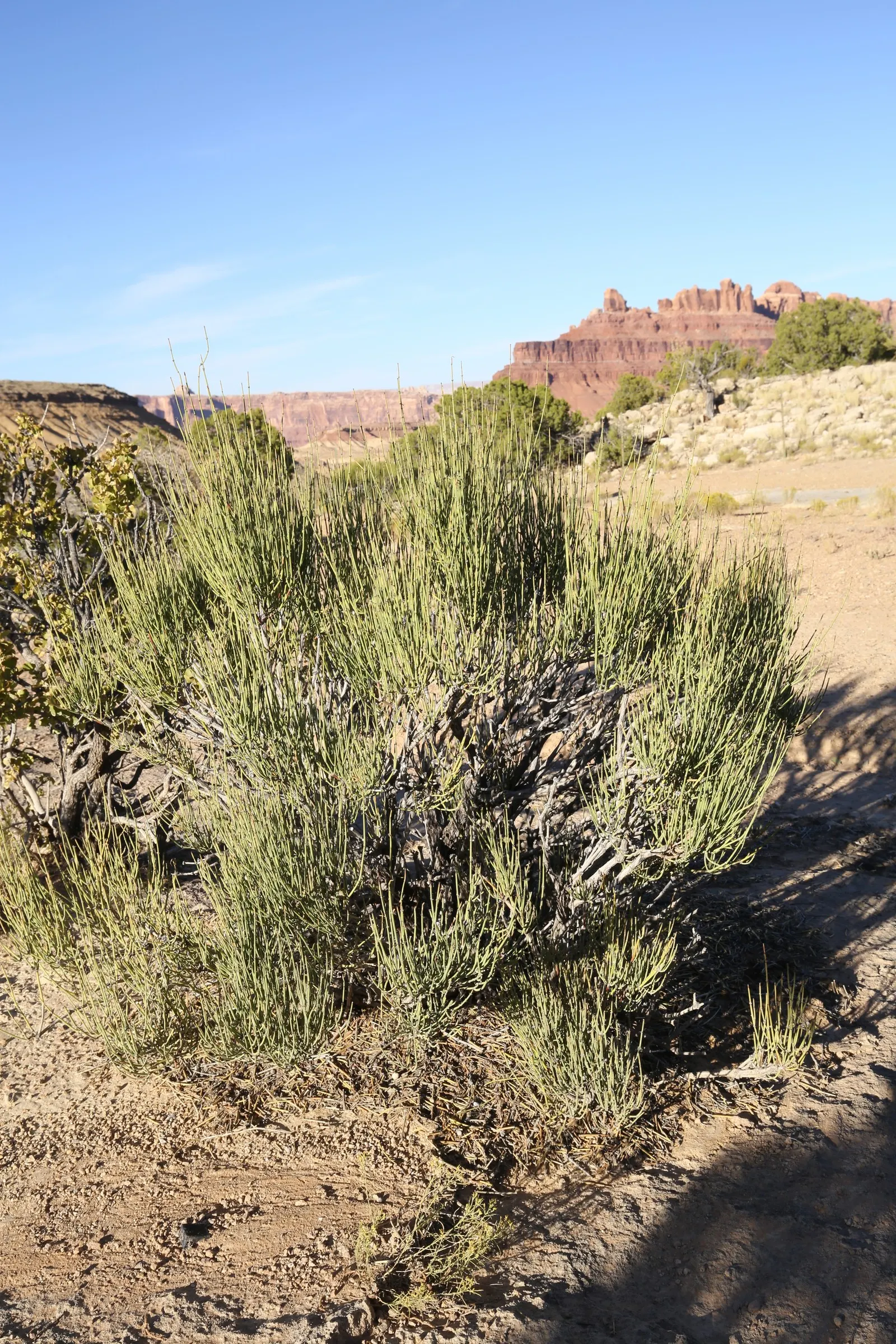 Mormon Tea (Ephedra Viridis) — Its small, scale-like leaves are virtually inconspicuous, and the stems perform photosynthesis; shrub for full, image 57