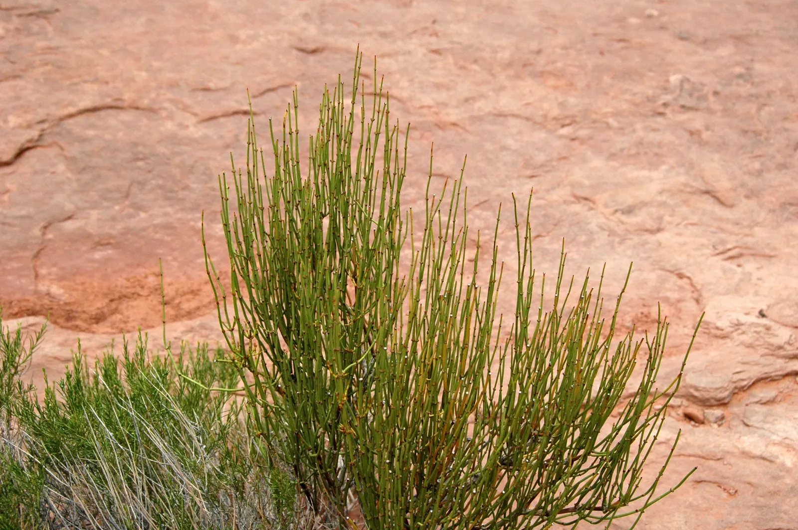 Mormon Tea (Ephedra Viridis) — shrub for full; for the modern landscape designer