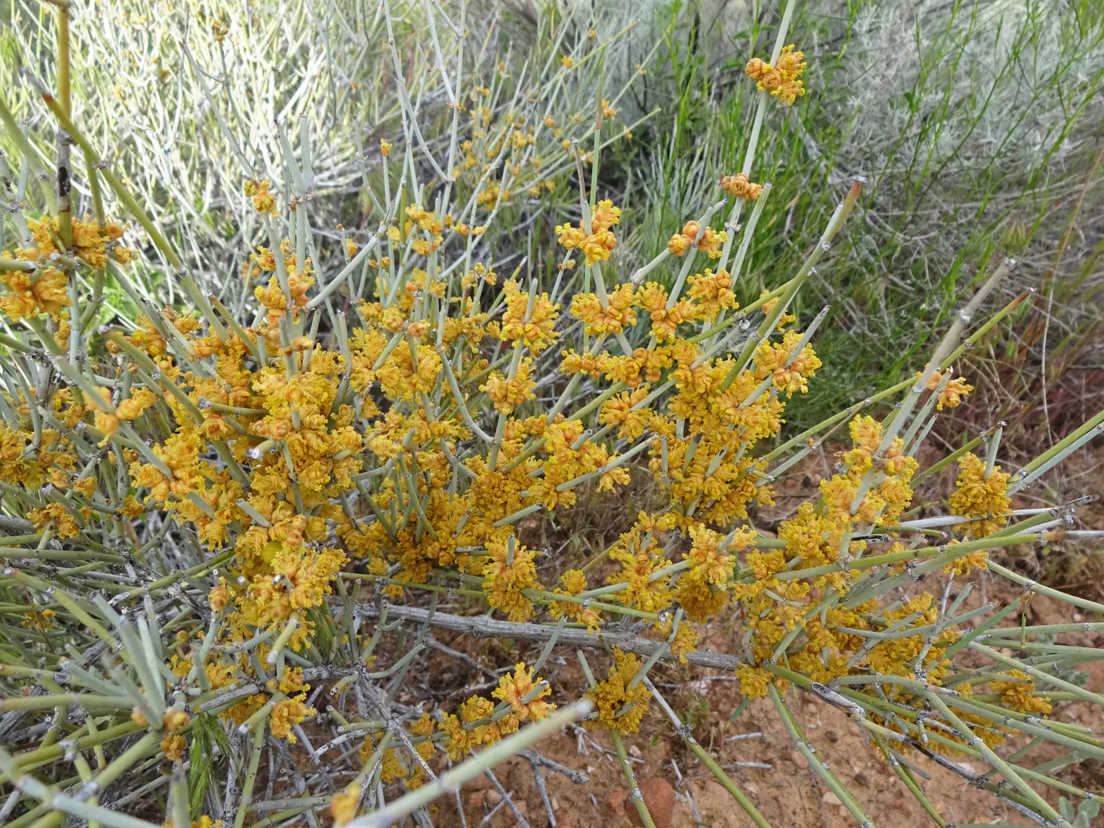 Mormon Tea (Ephedra Viridis) — is an evergreen shrub native to the arid regions of the southwestern United States; this resilient plant is known for its