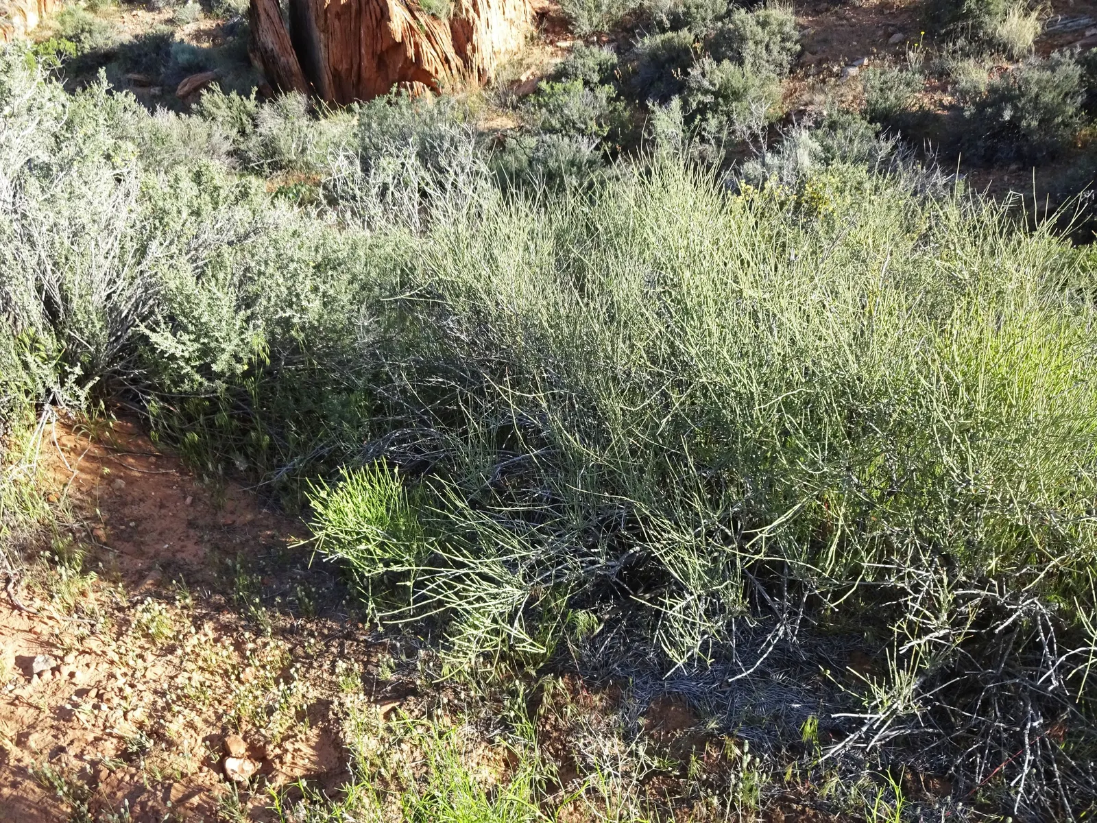Mormon Tea (Ephedra Viridis) — as long as there is adequate drainage