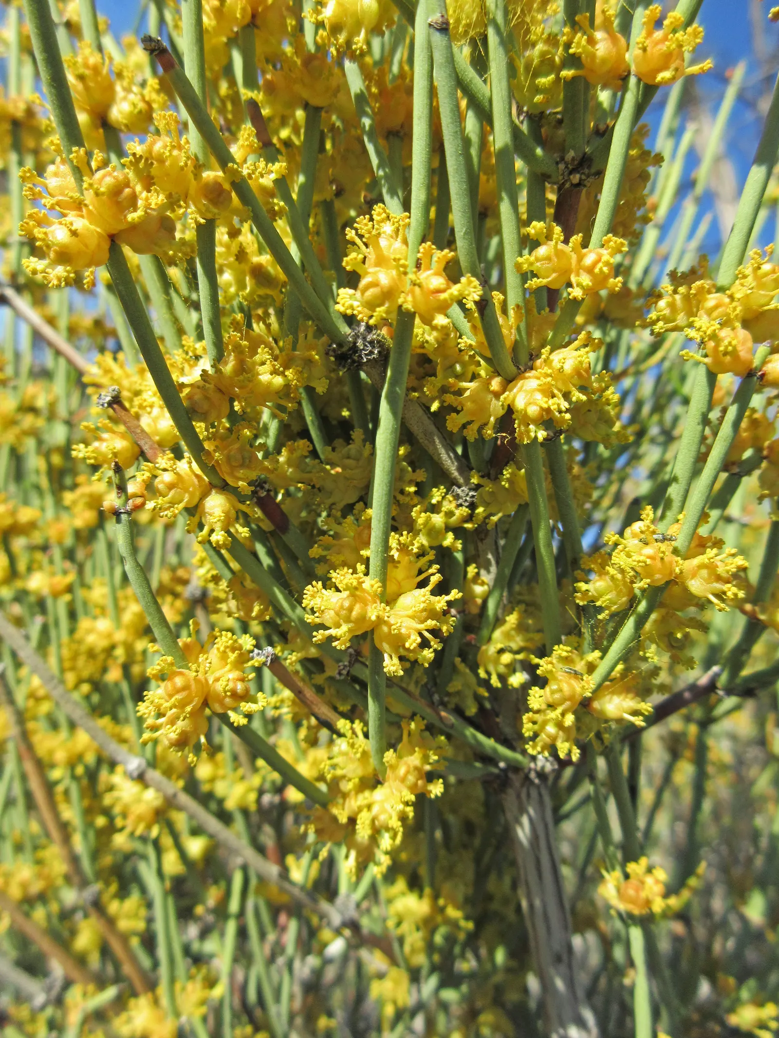 Mormon Tea (Ephedra Viridis) — For the modern landscape designer