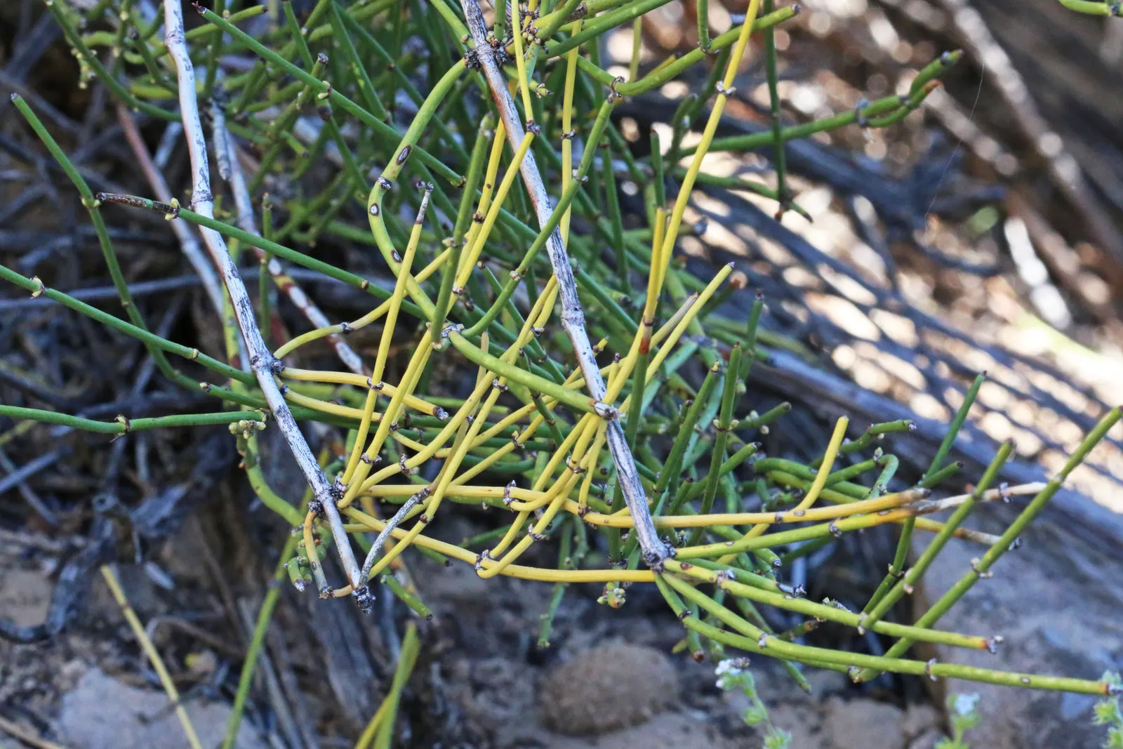 Mormon Tea (Ephedra Viridis) — is an evergreen shrub native to the arid regions of the southwestern United States; this resilient plant is known, image 96