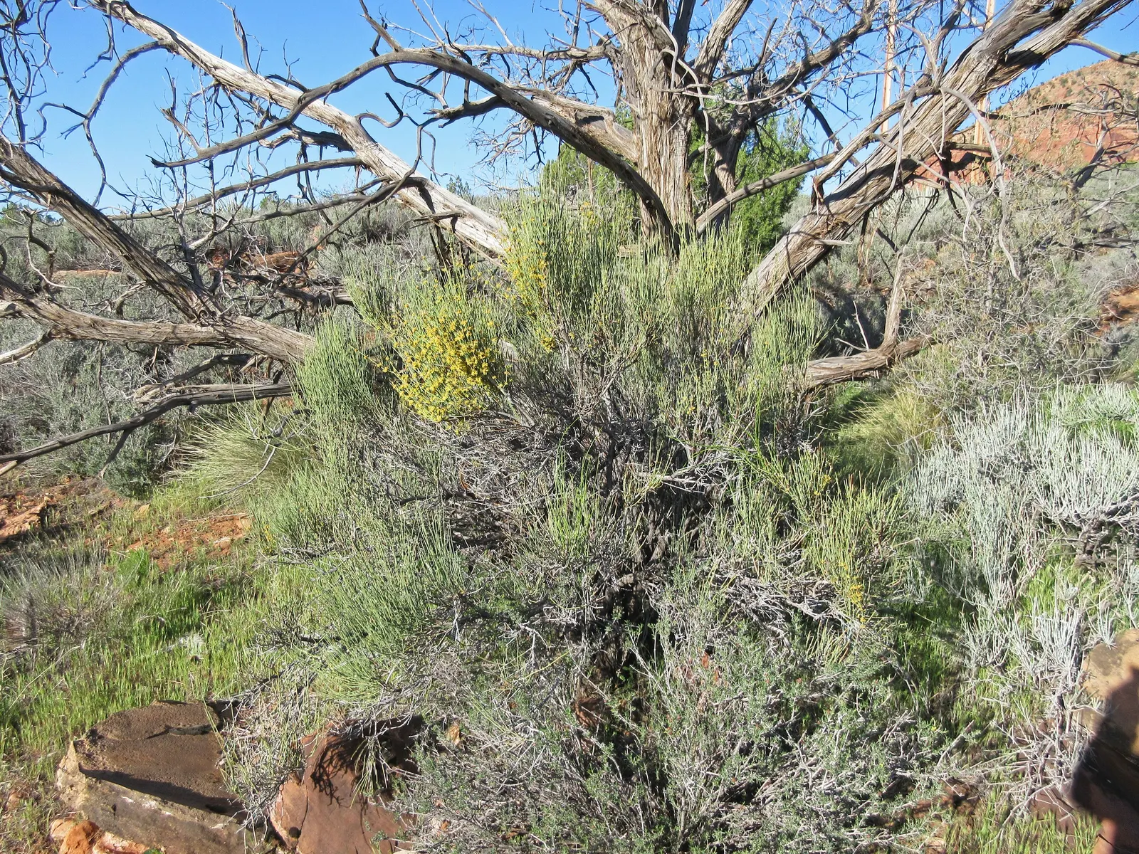 Mormon Tea (Ephedra Viridis) — This resilient plant is known for its striking; as long as there is adequate drainage