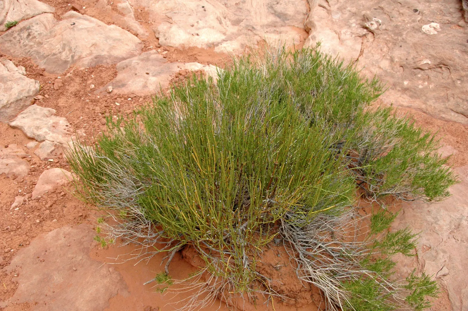 Mormon Tea (Ephedra Viridis) — Ephedra viridis, commonly known as Mormon Tea, is a hardy evergreen shrub native to the Southwestern US; this, image 45