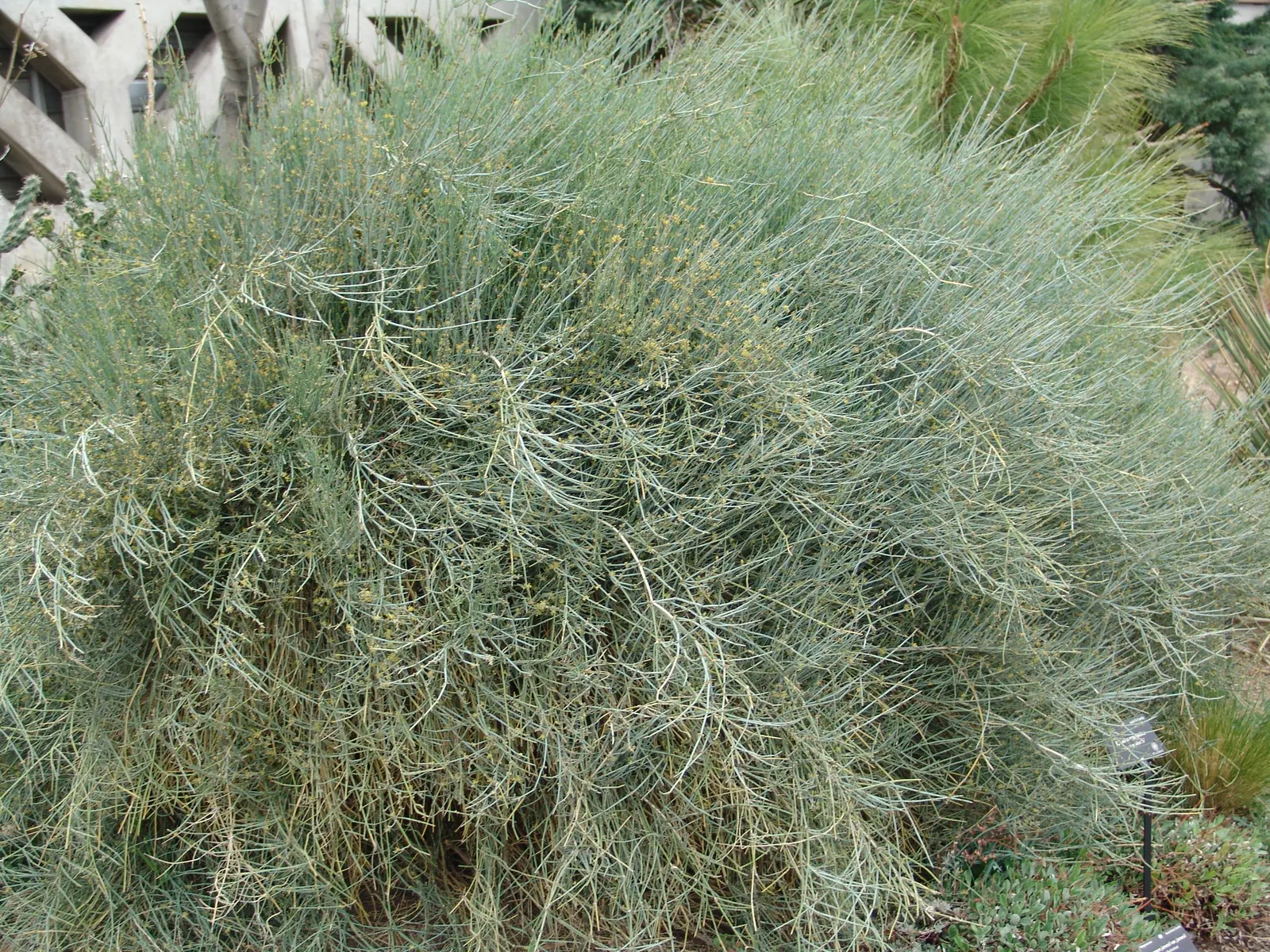 Mormon Tea (Ephedra Viridis) — as long as there is adequate drainage; where it can provide a sculptural element and year-round greenery, image 60