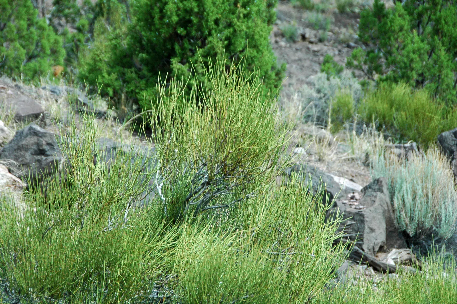 Mormon Tea (Ephedra Viridis) — It reaches up to 3-4 feet tall and wide and thrives in USDA zones 5-9; with a similar spread.<br><br>The growth, image 46