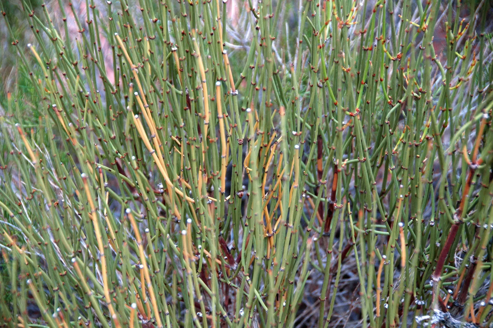 Mormon Tea (Ephedra Viridis) — This drought-tolerant plant prefers full sun and well-draining soils; its jointed green stems are leafless, with tiny, image 48