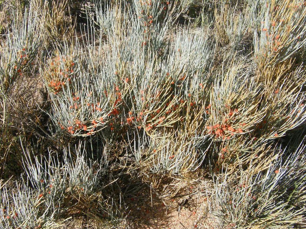 Mormon Tea (Ephedra Viridis) — Ephedra viridis, commonly known as Mormon Tea, is a hardy evergreen shrub native to the Southwestern US