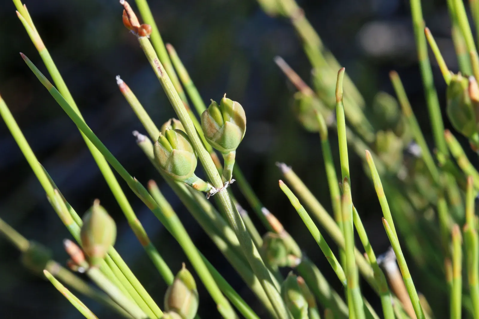 Mormon Tea (Ephedra Viridis) — It prefers well-drained soils and full sun exposure but can tolerate a range of soil types