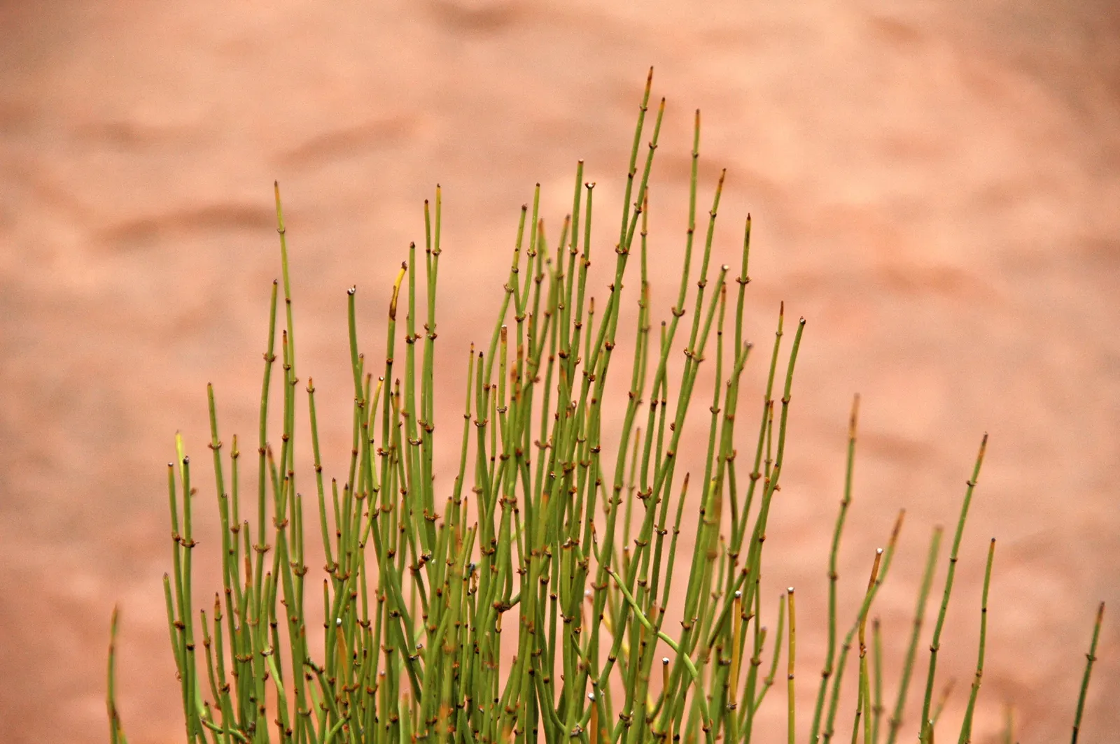 Mormon Tea (Ephedra Viridis) — making it an excellent choice for water-wise landscapes and rock gardens; jointed green stems that lack traditional, image 49