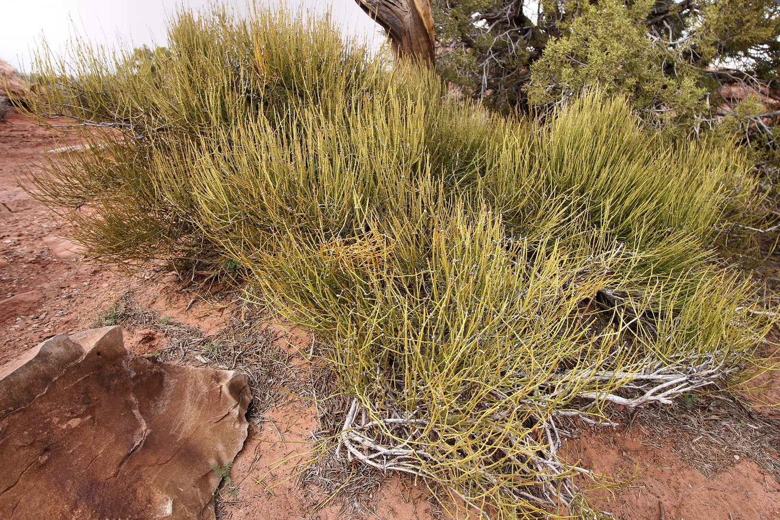 Mormon Tea (Ephedra Viridis) — creating a unique textural component in the landscape; it prefers well-drained soils and full sun exposure but can tolerate a