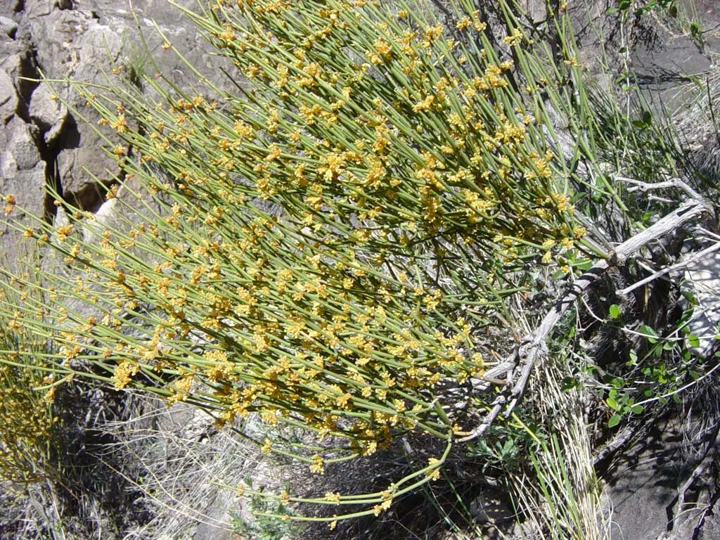 Mormon Tea (Ephedra Viridis) — For the modern landscape designer; it is a practical choice for low-maintenance gardens