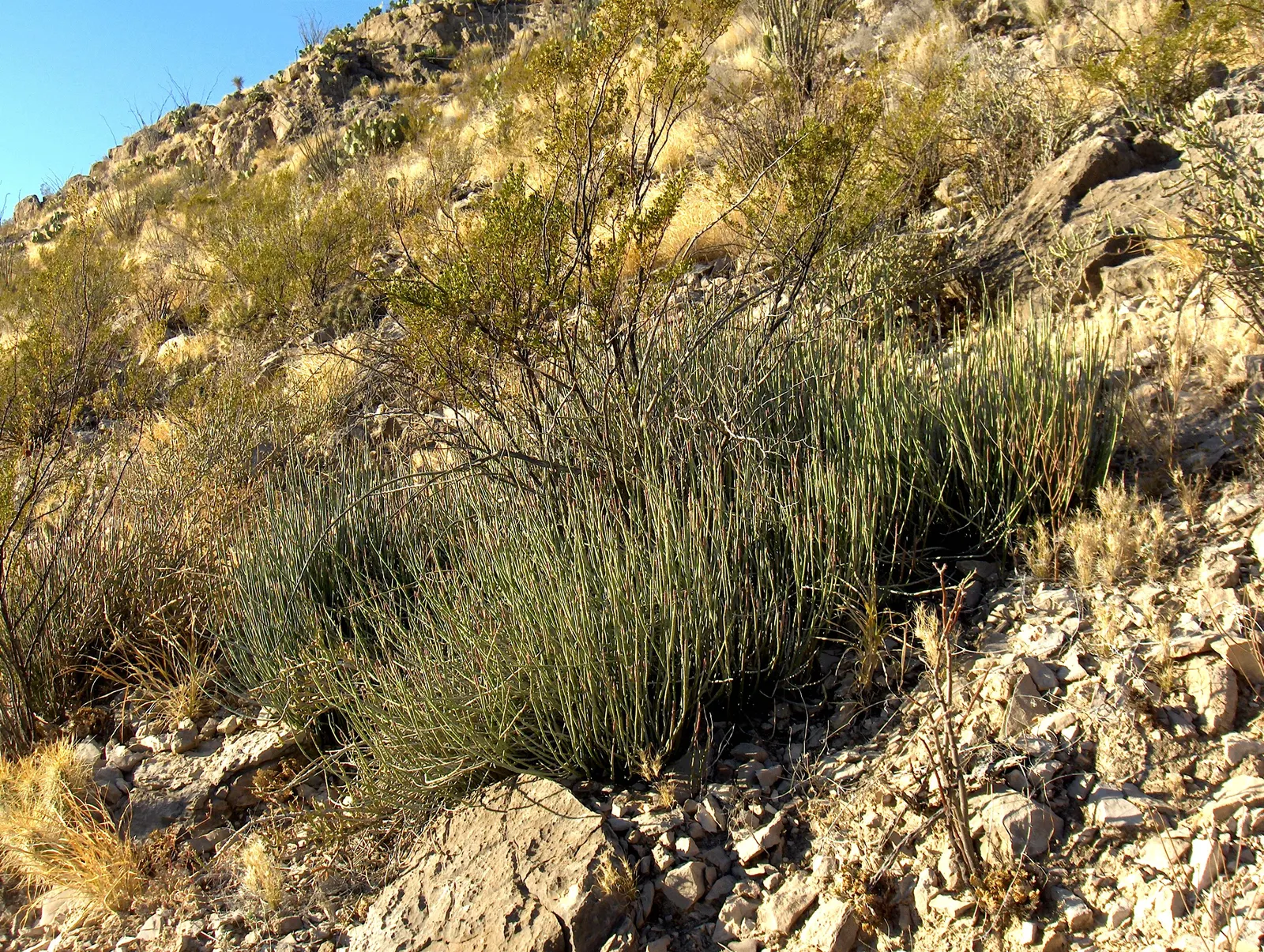 Mormon Tea (Ephedra Viridis) — as early Mormon settlers brewed a tea from its stems; its small, scale-like leaves are virtually inconspicuous, and the stems