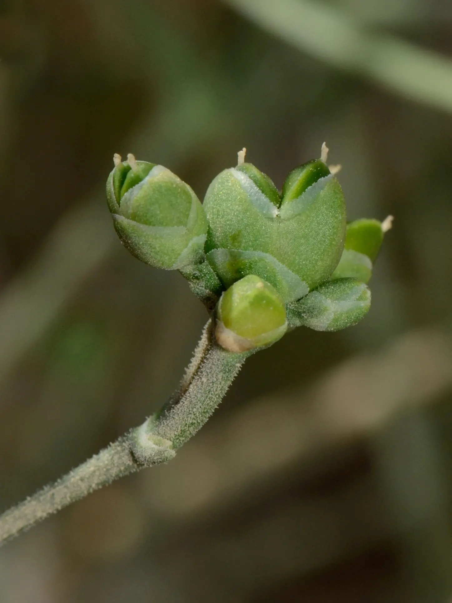 Mormon Tea (Ephedra Viridis) — creating a unique textural component in the landscape; it prefers well-drained soils and full sun exposure but can, image 56