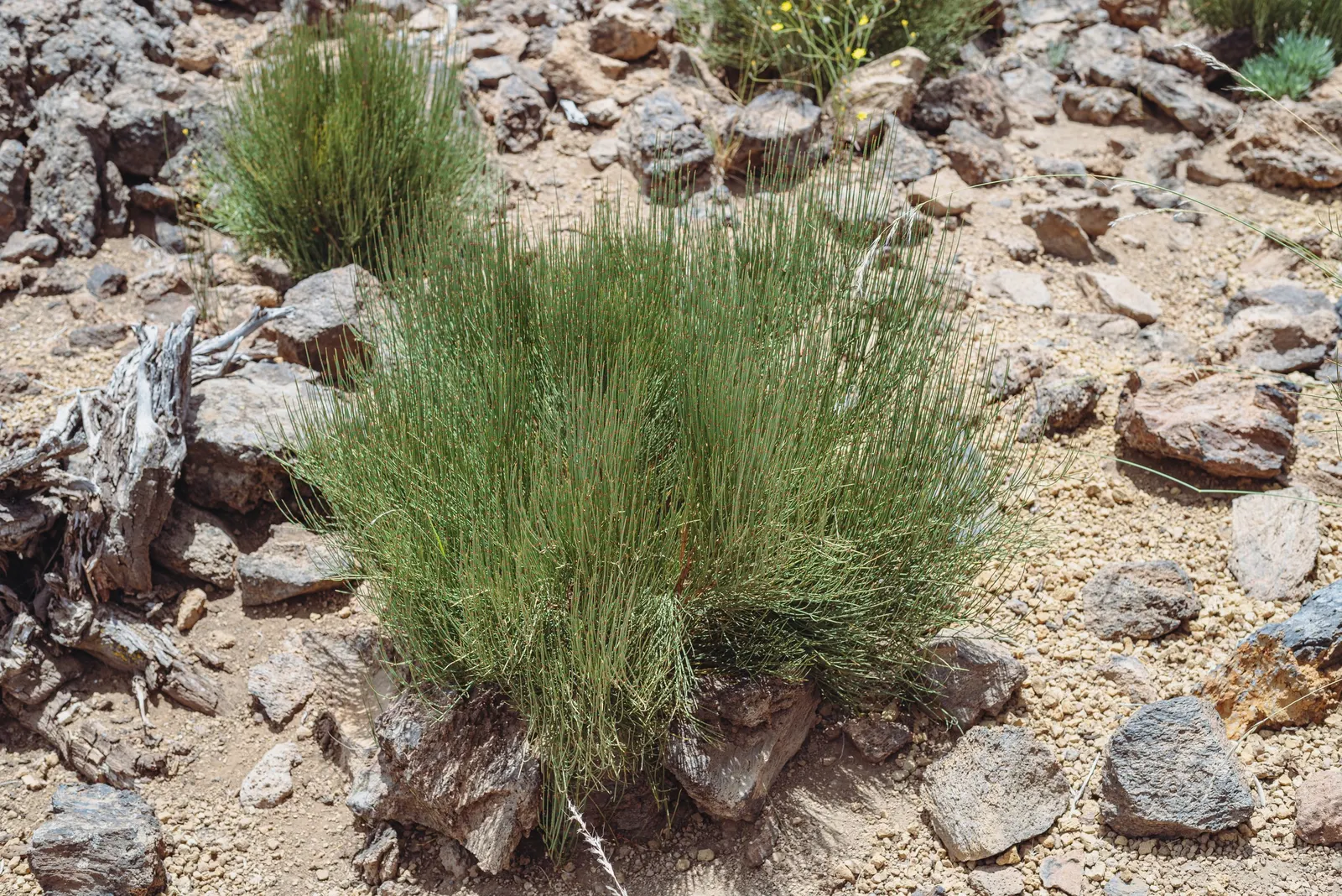 Mormon Tea (Ephedra Viridis) — jointed green stems that lack traditional leaves and can reach heights between 2 and 4 feet; ephedra viridis, image 54