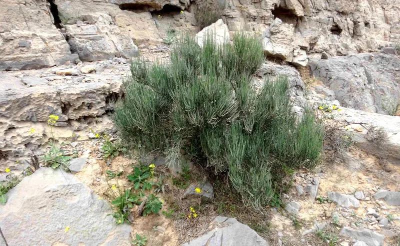 Mormon Tea (Ephedra Viridis) — It prefers well-drained soils and full sun exposure but can tolerate a range of soil types; thriving in USDA, image 59