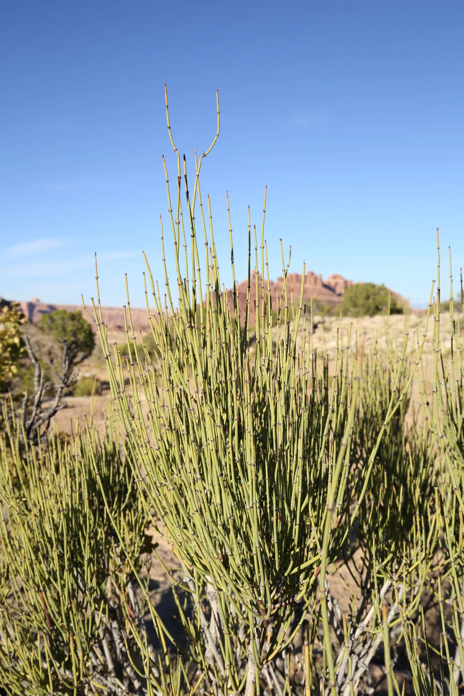 Mormon Tea (Ephedra Viridis) — with a similar spread.<br><br>The growth habit of Ephedra viridis is upright and often clumping; is an evergreen, image 55