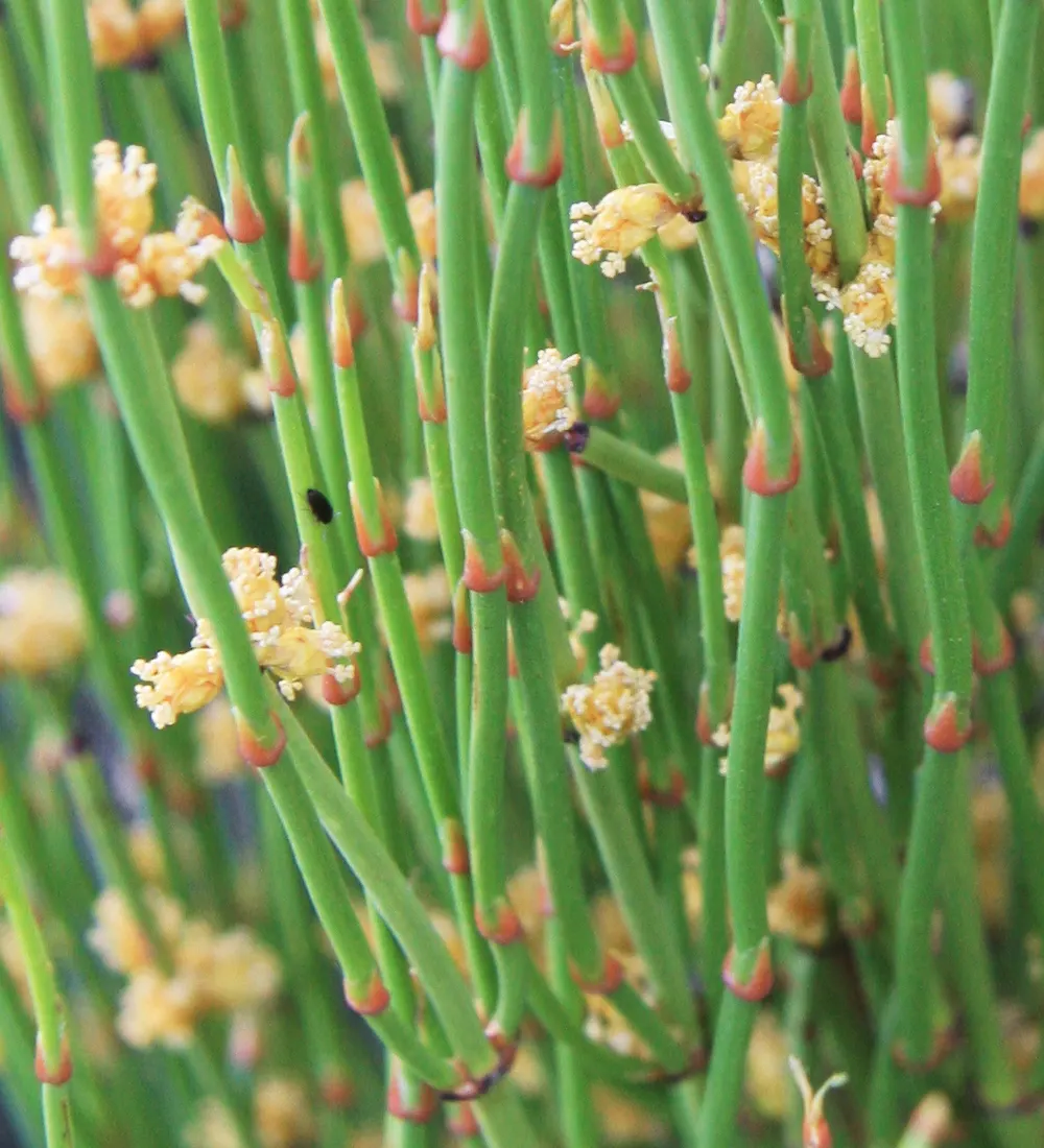 Mormon Tea (Ephedra Viridis) — scientifically referred to as Ephedra viridis; it reaches up to 3-4 feet tall and wide and thrives in USDA zones 5-9, image 51