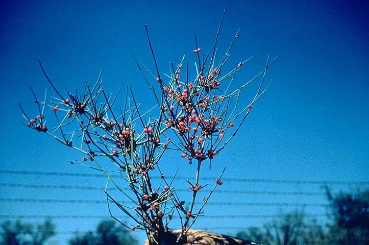 Mormon Tea (Ephedra Viridis) — as long as there is adequate drainage; where it can provide a sculptural element and year-round greenery, image 82