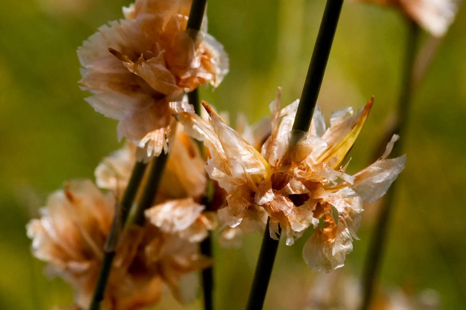Mormon Tea (Ephedra Viridis) — This drought-tolerant plant prefers full sun and well-draining soils