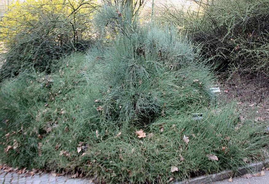 Mormon Tea (Ephedra Viridis) — It prefers well-drained soils and full sun exposure but can tolerate a range of soil types; thriving in USDA, image 81