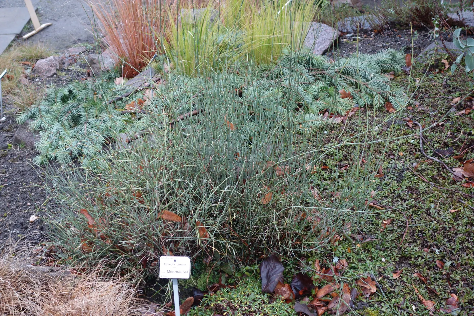 Mormon Tea (Ephedra Viridis) — Its small, scale-like leaves are virtually inconspicuous, and the stems perform photosynthesis