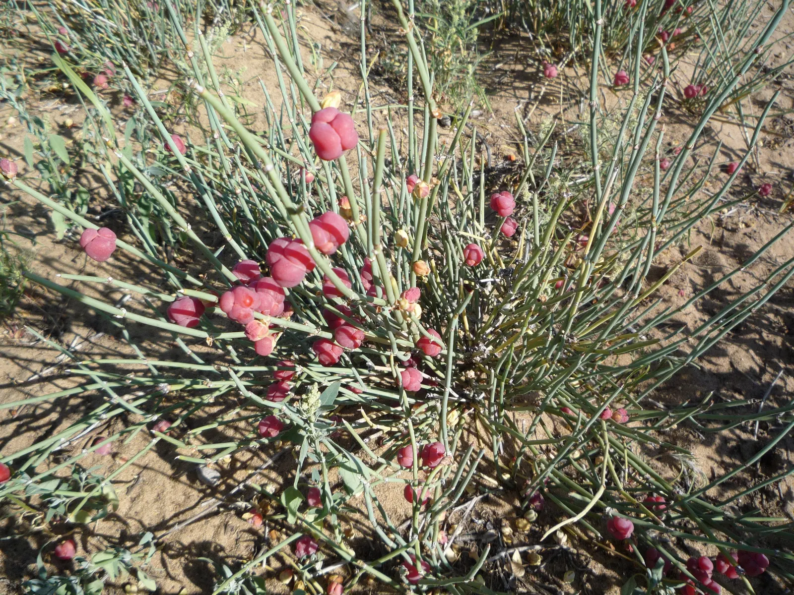 Mormon Tea (Ephedra Viridis) — scientifically referred to as Ephedra viridis
