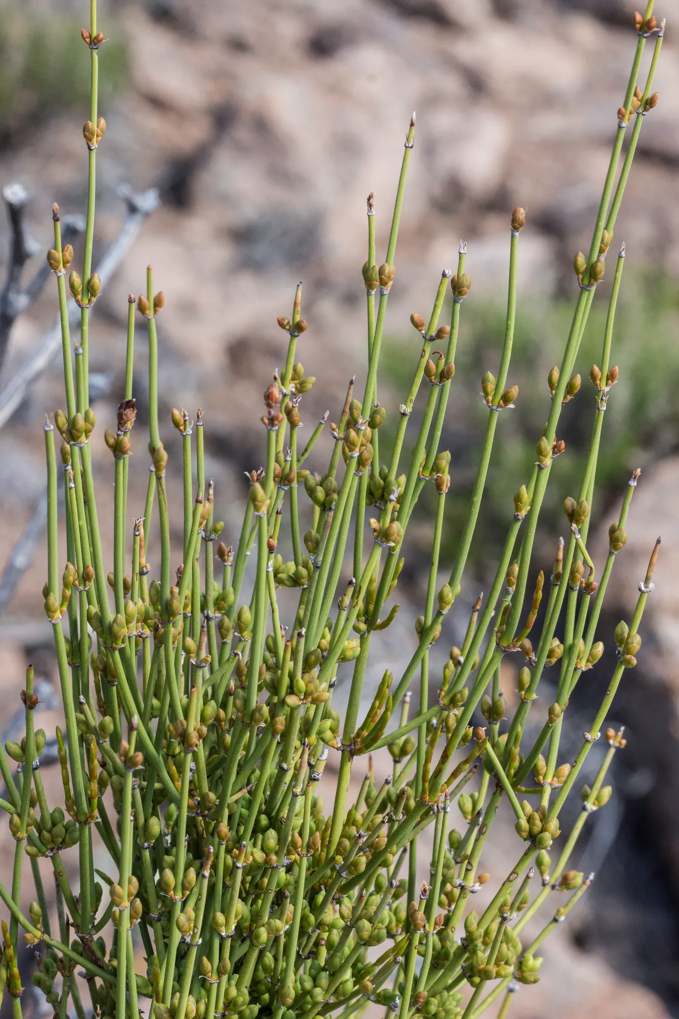 Mormon Tea (Ephedra Viridis) — is an evergreen shrub native to the arid regions of the southwestern United States