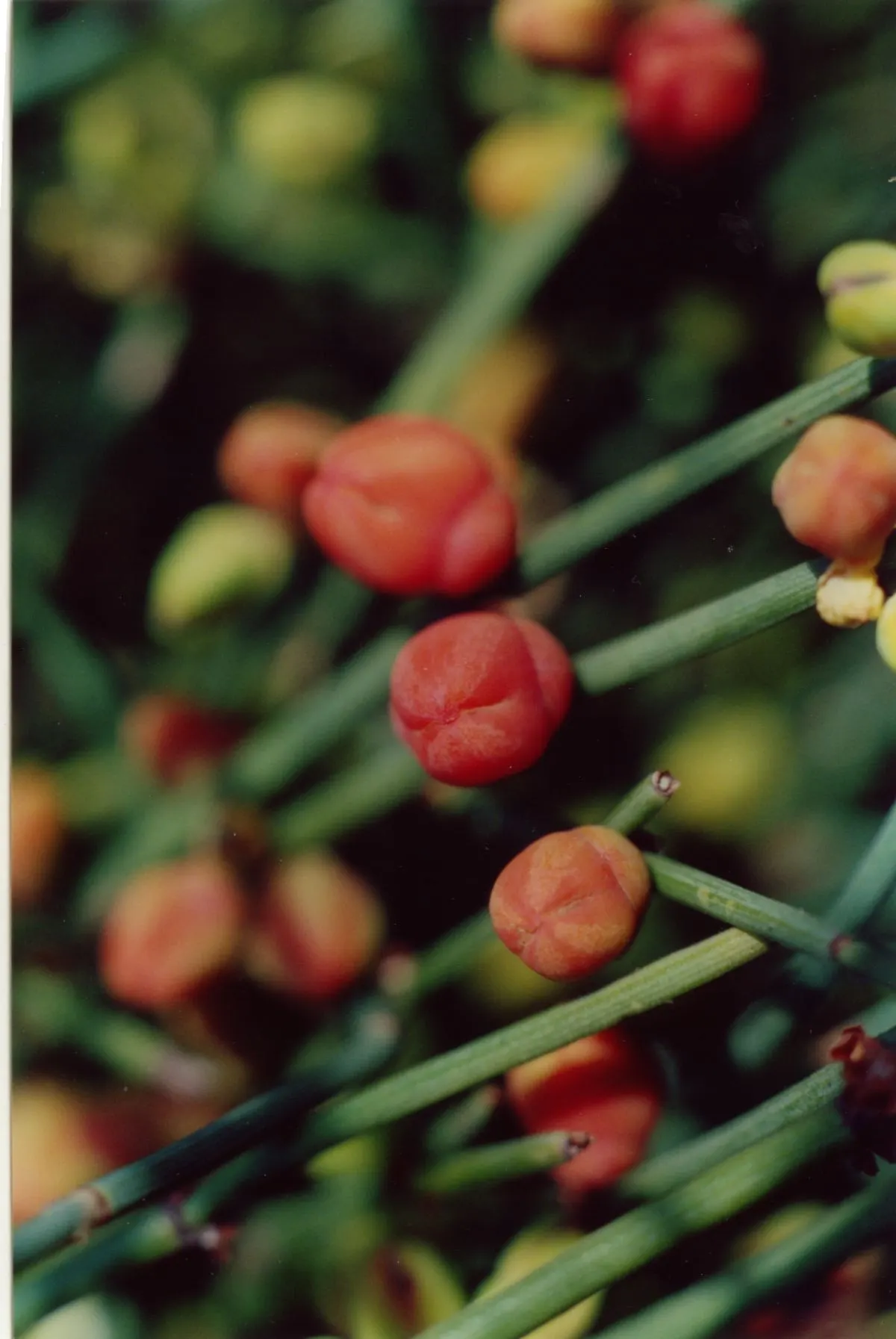 Mormon Tea (Ephedra Viridis) — Minimal maintenance is required; avoid excessive watering to promote healthy growth, image 83