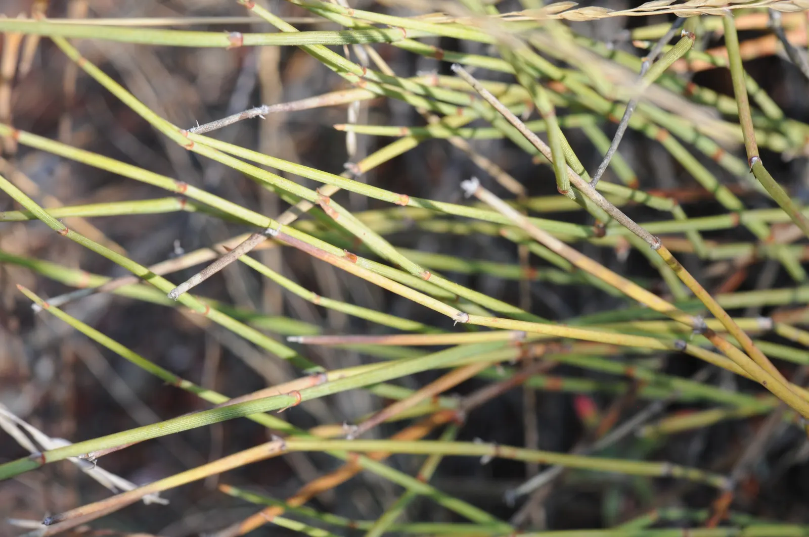 Mormon Tea (Ephedra Viridis) — as early Mormon settlers brewed a tea from its stems; its small, scale-like leaves are virtually inconspicuous, and, image 84