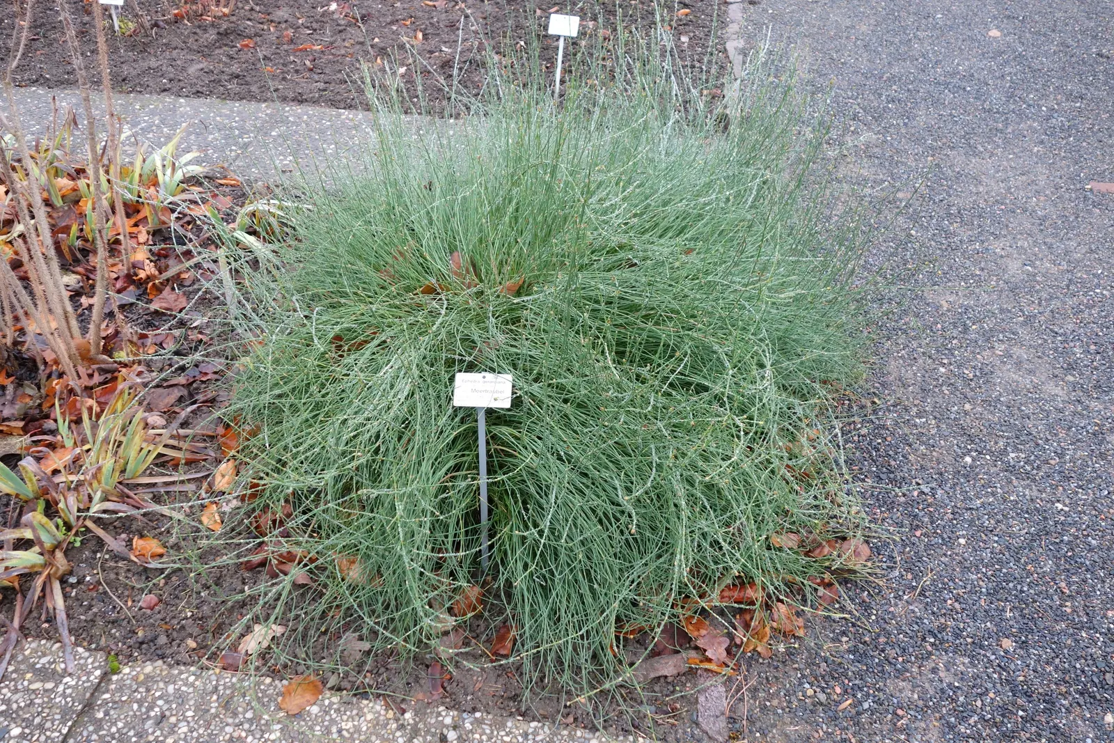 Mormon Tea (Ephedra Viridis) — with a similar spread.<br><br>The growth habit of Ephedra viridis is upright and often clumping
